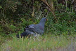 Image of Chatham Island pigeon