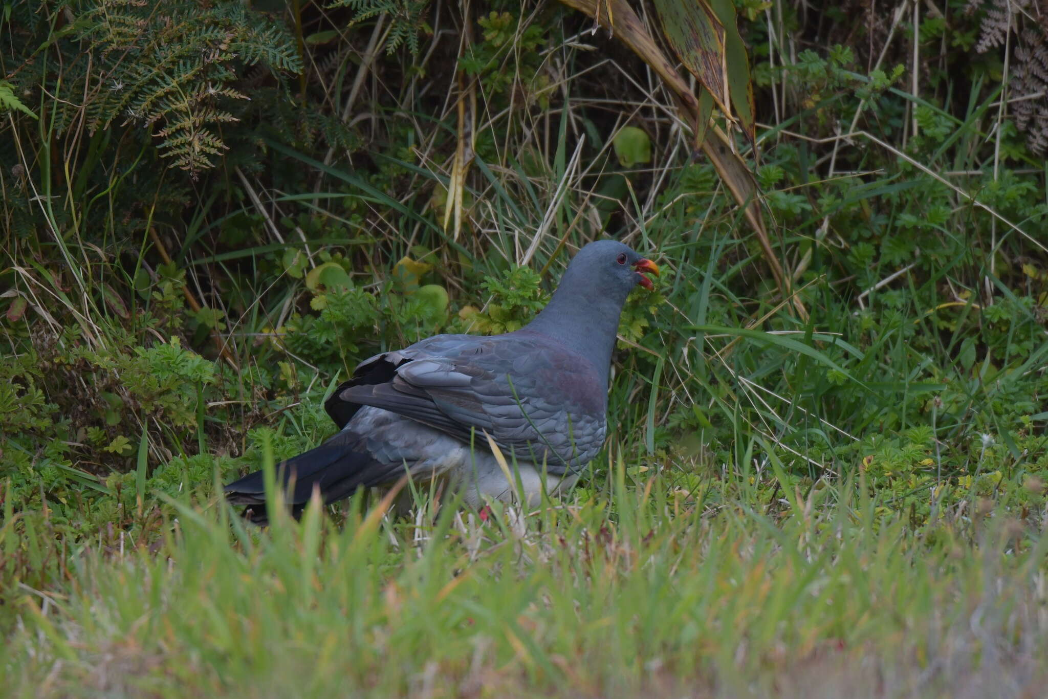 Image of Chatham Island pigeon