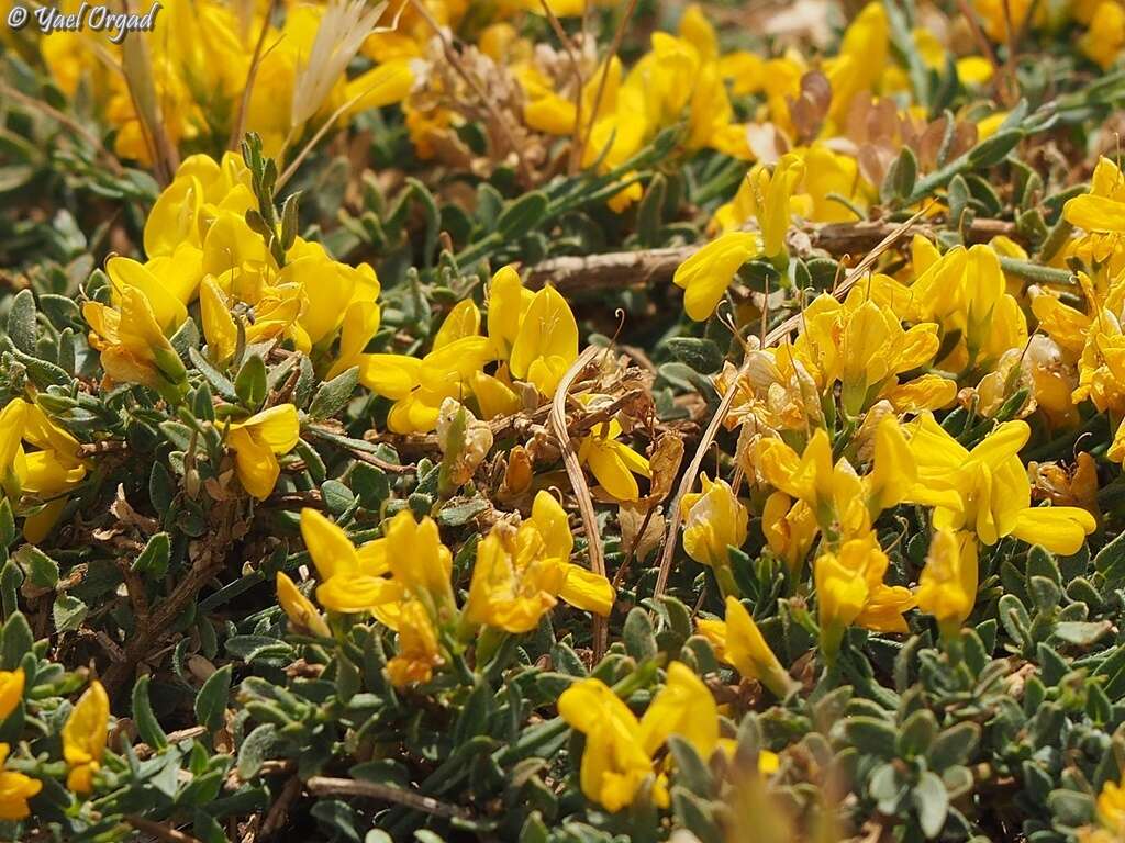 Imagem de Genista libanotica Boiss.