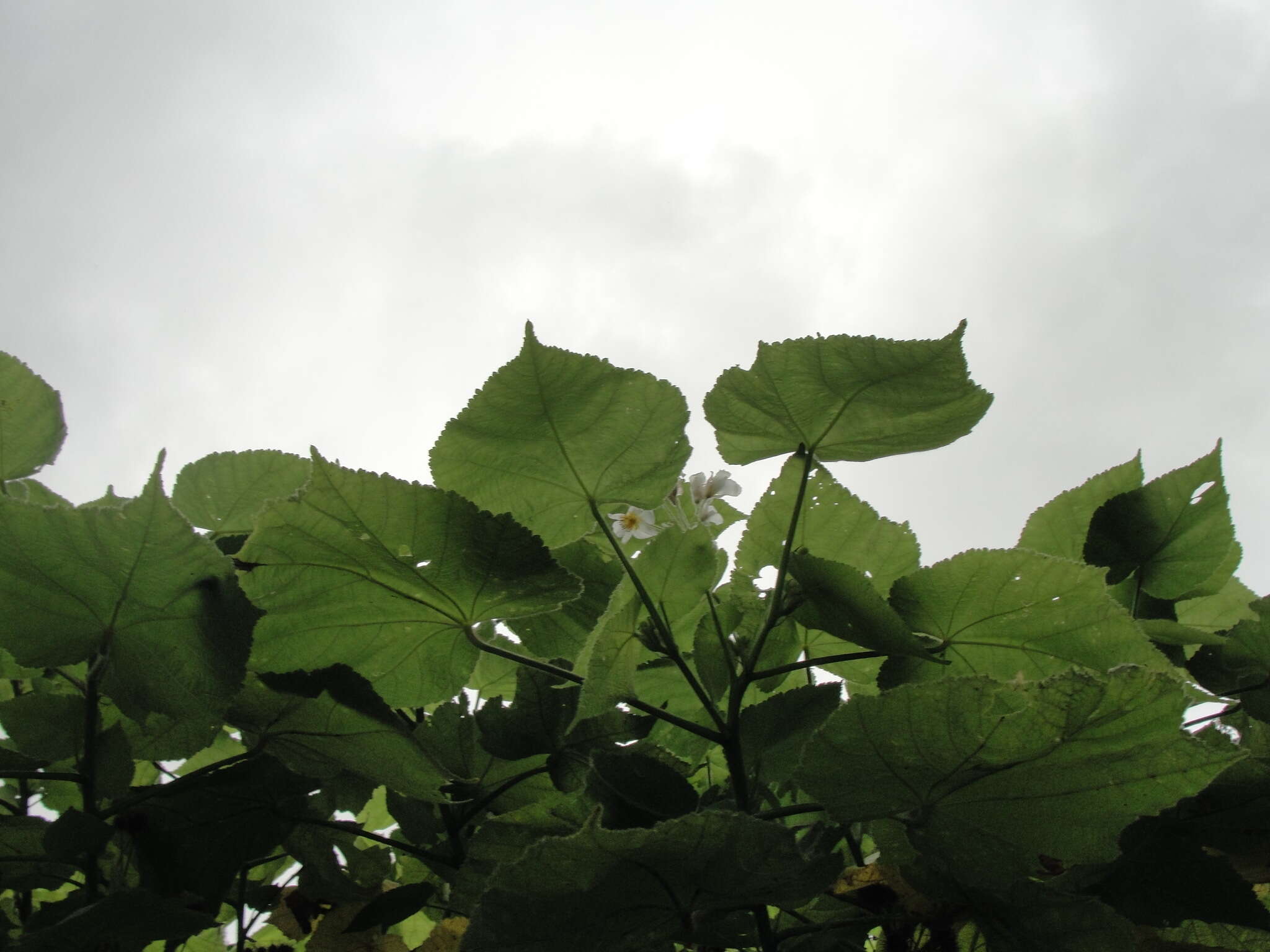 Image of African hemp