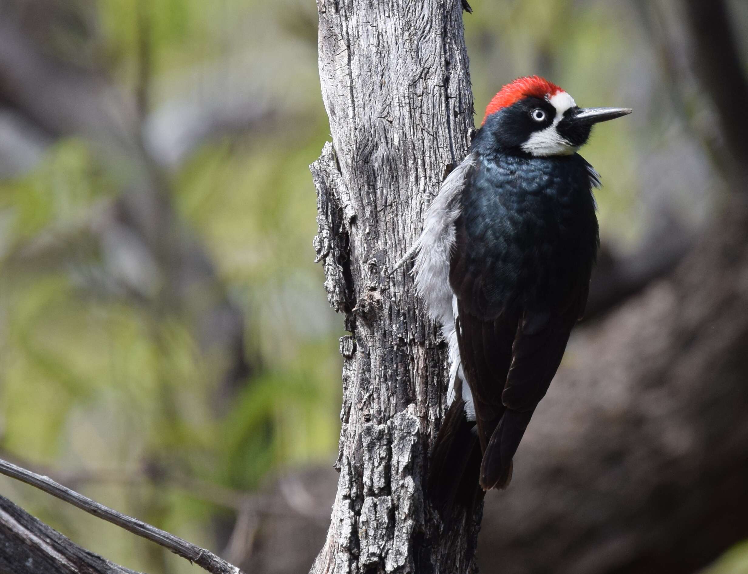 Image of Acorn Woodpecker