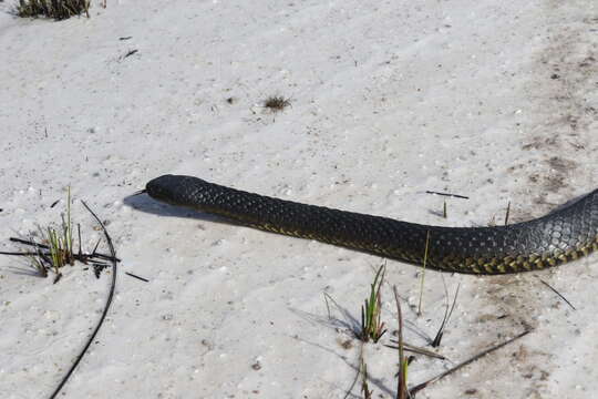 Image of Australian Tiger Snakes