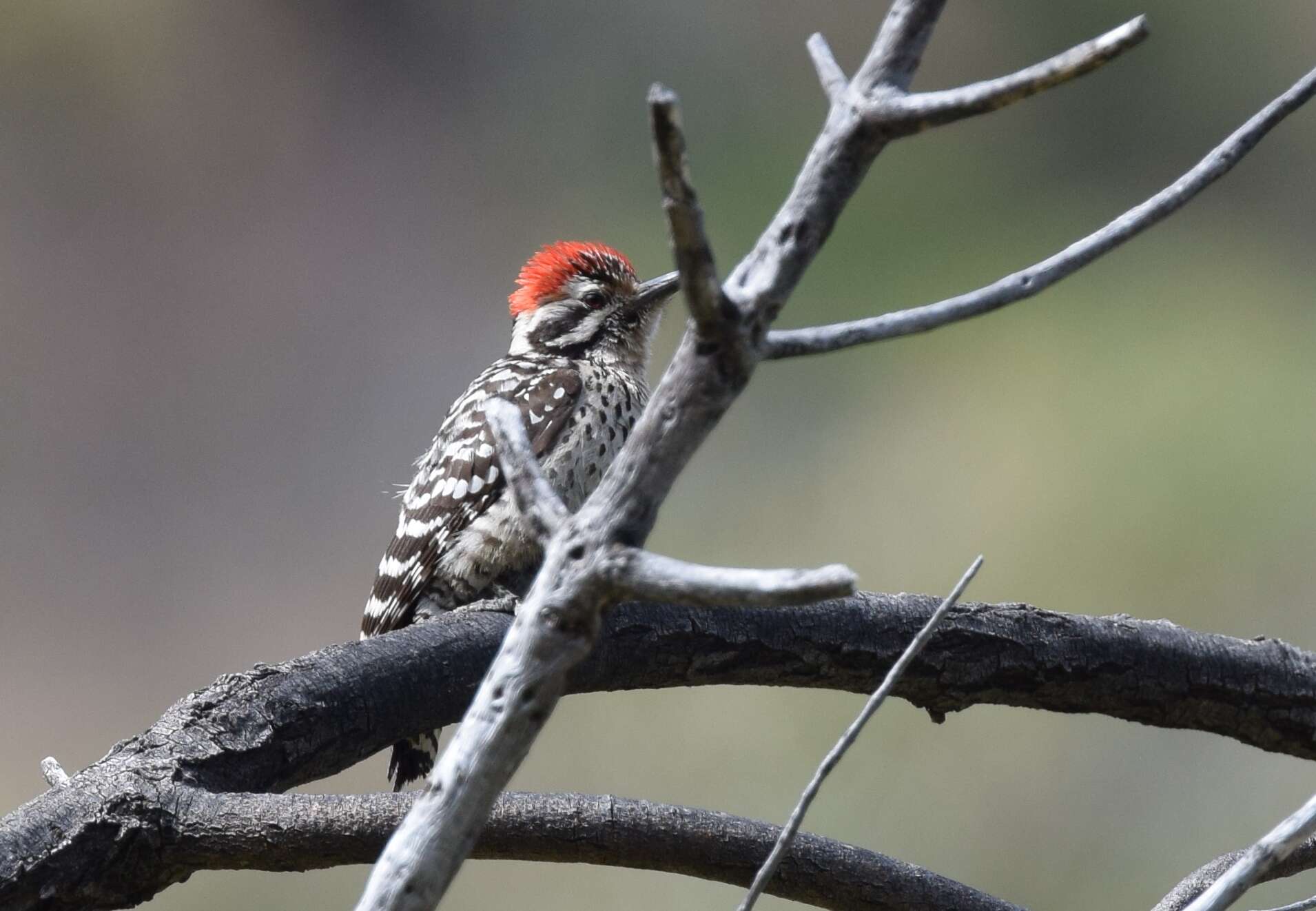 Image of Ladder-backed Woodpecker