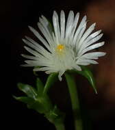 Image of Delosperma inconspicuum L. Bol.