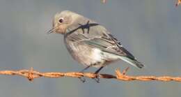 Image of Mountain Bluebird