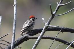 Image of Ladder-backed Woodpecker