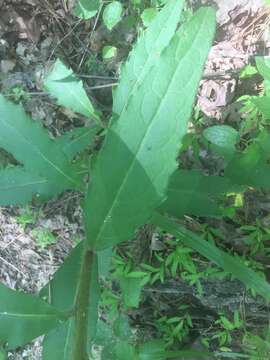 Image of starry rosinweed