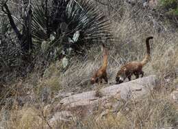 Image of Coati