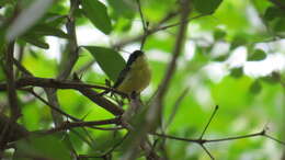 Image of Common Tody-Flycatcher