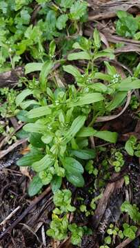 Image of European cornsalad