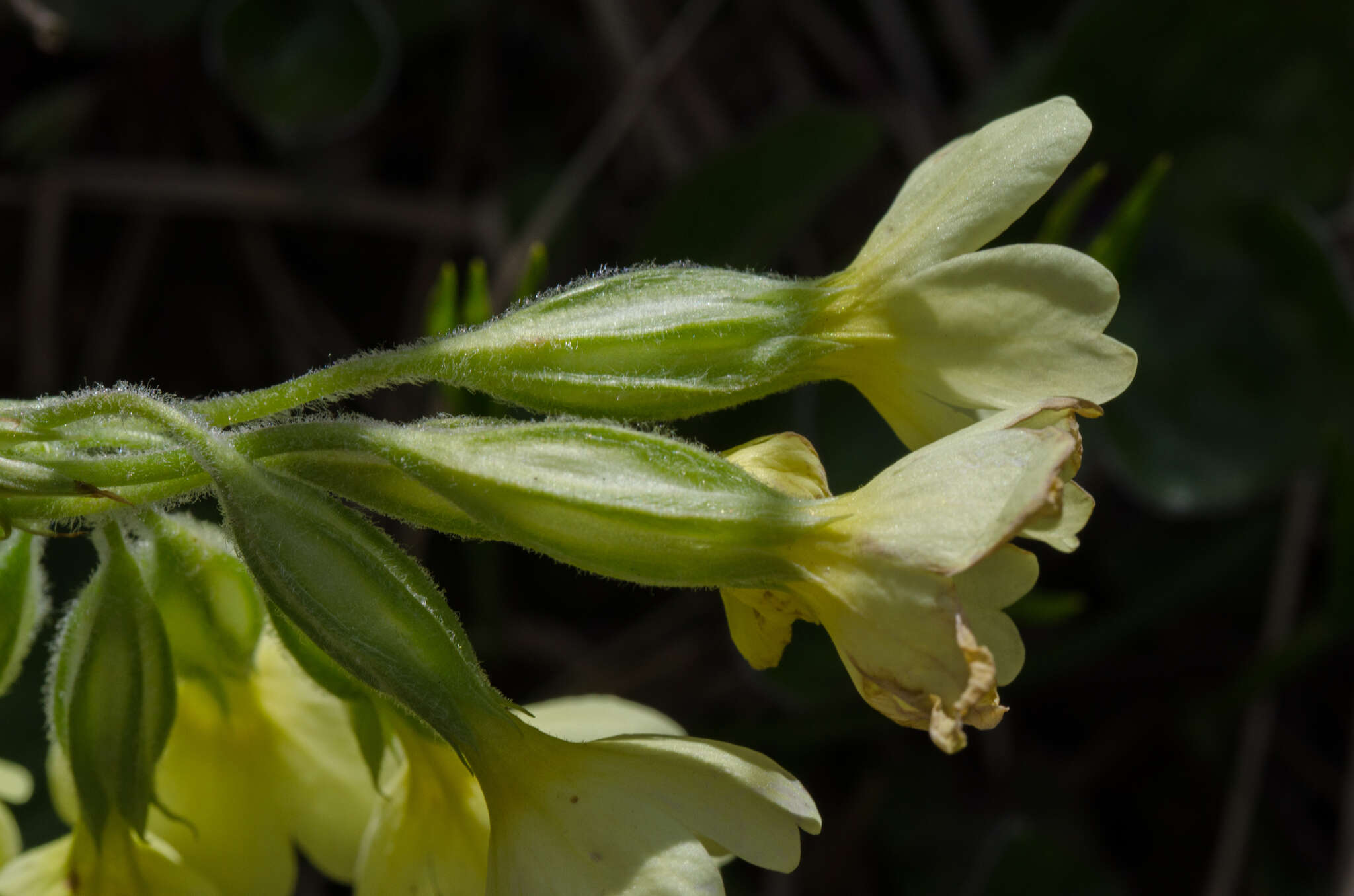 Image of elatior hybrid primroses