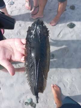 Image of Cape Elephantfish