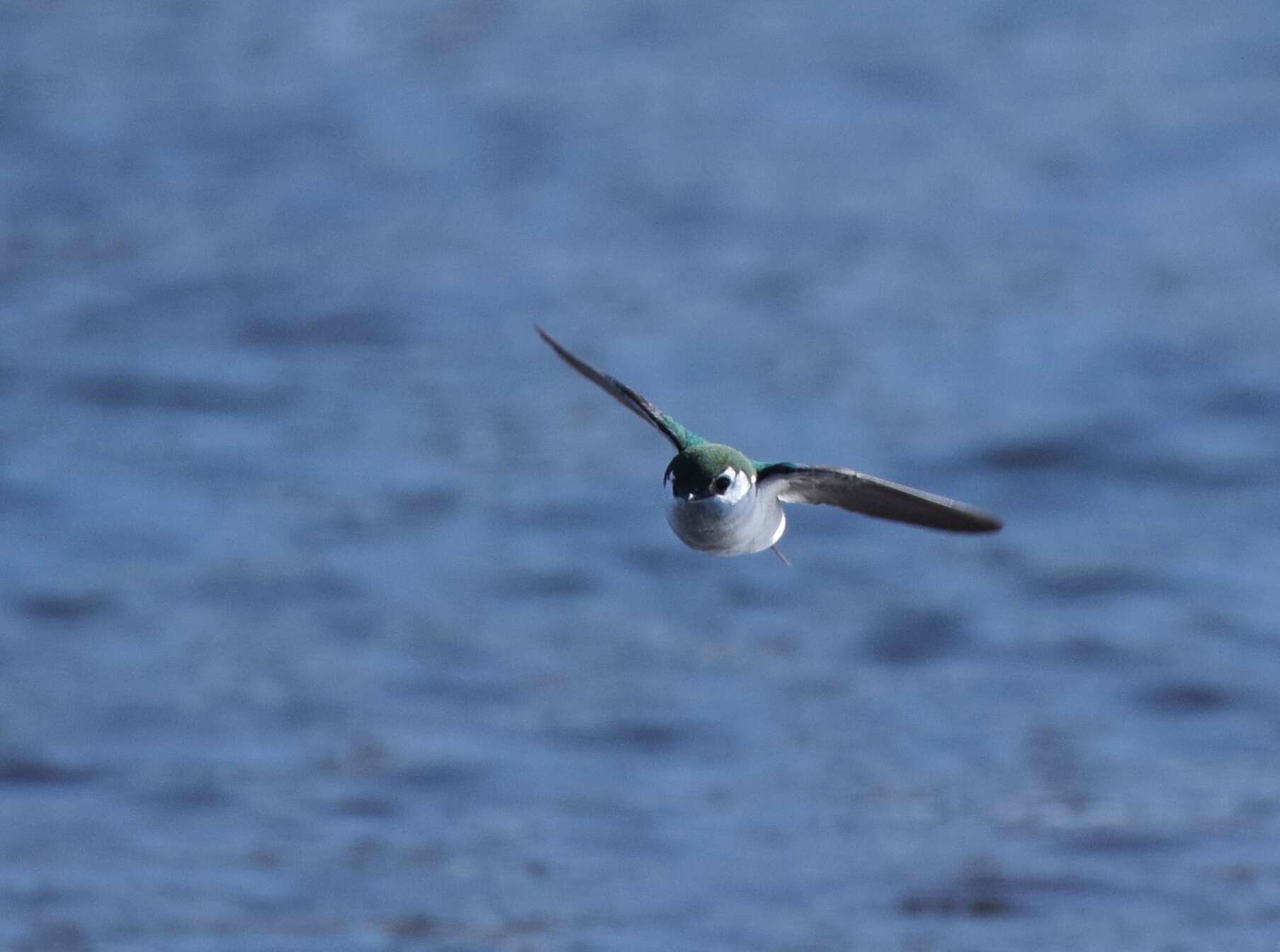 Image of Violet-green Swallow