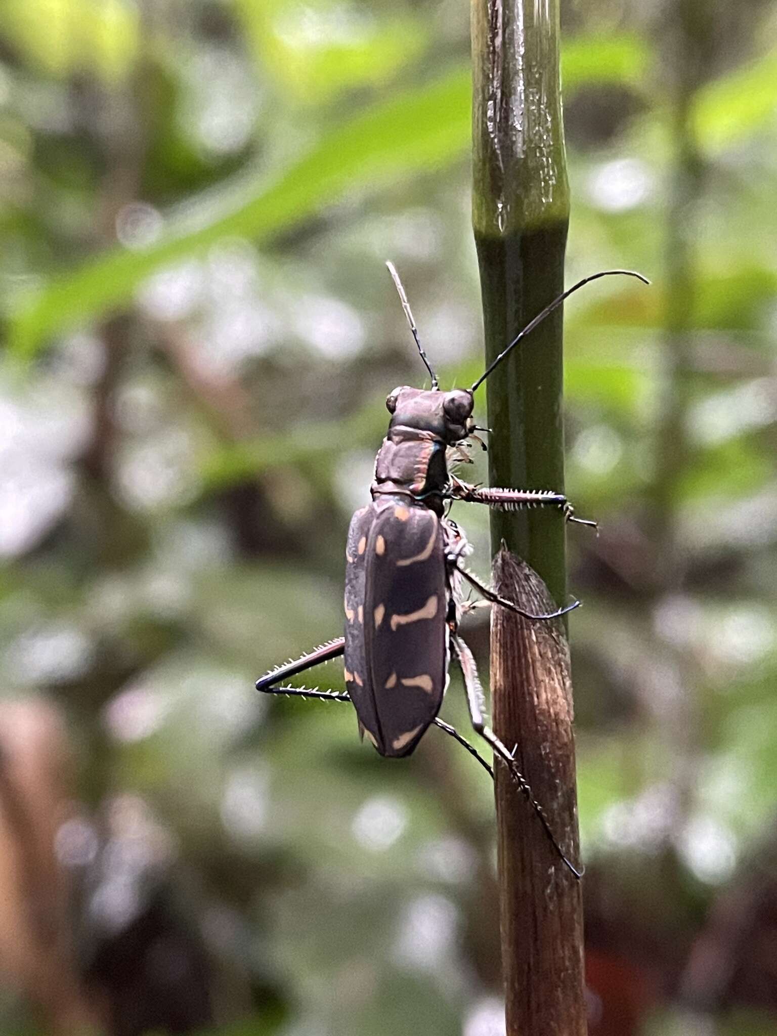 Image of Cicindela (Hipparidium) interrupta Fabricius 1775