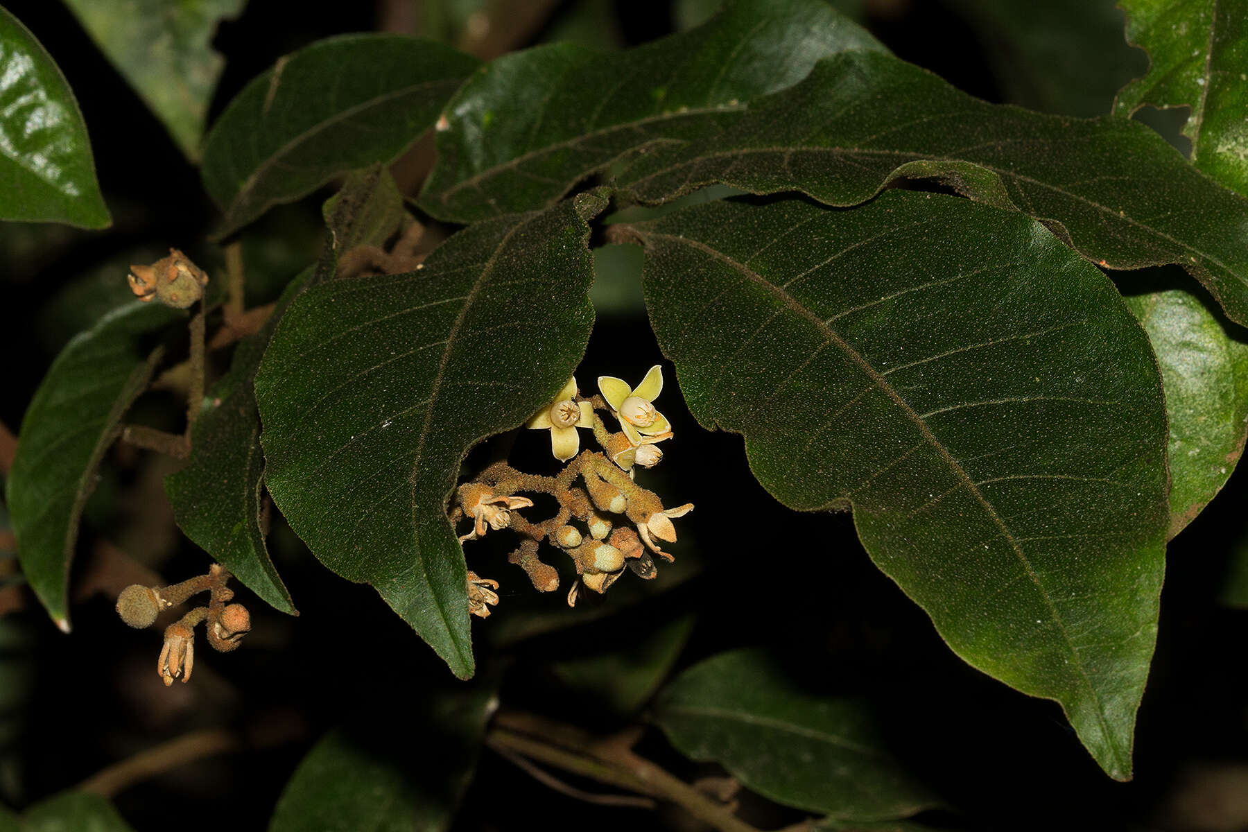 Image of Lepidotrichilia volkensii (Gürke) Leroy