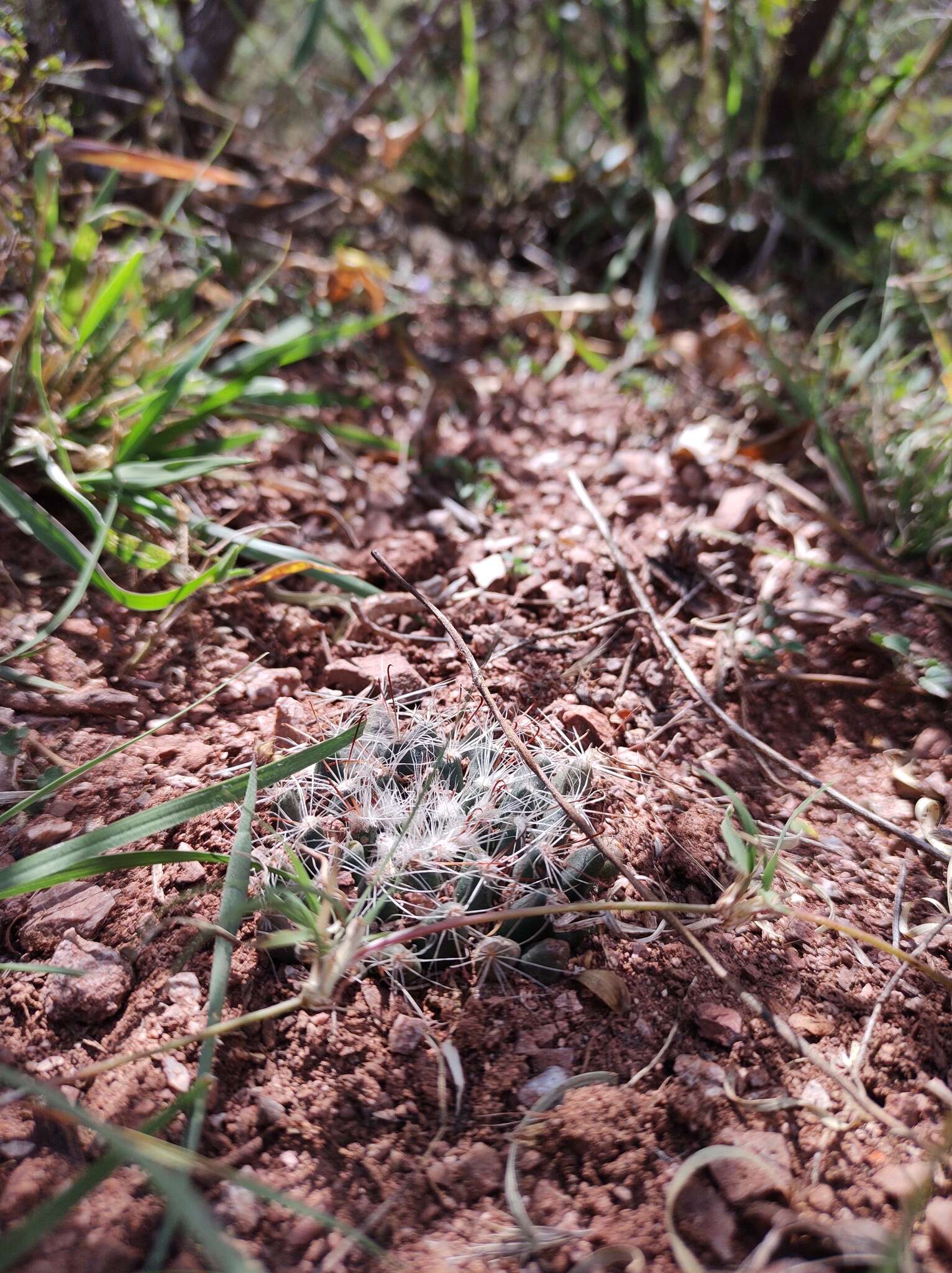 Imagem de Mammillaria zephyranthoides Scheidw.