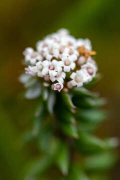 Image of Stoebe cyathuloides Schltr.