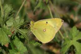 Image of Eastern Pale Clouded Yellow