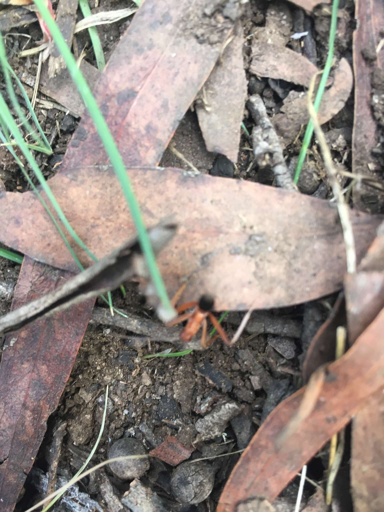 Imagem de Leptomyrmex nigriventris (Guerin-Meneville 1831)