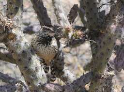 Image of Cactus Wren