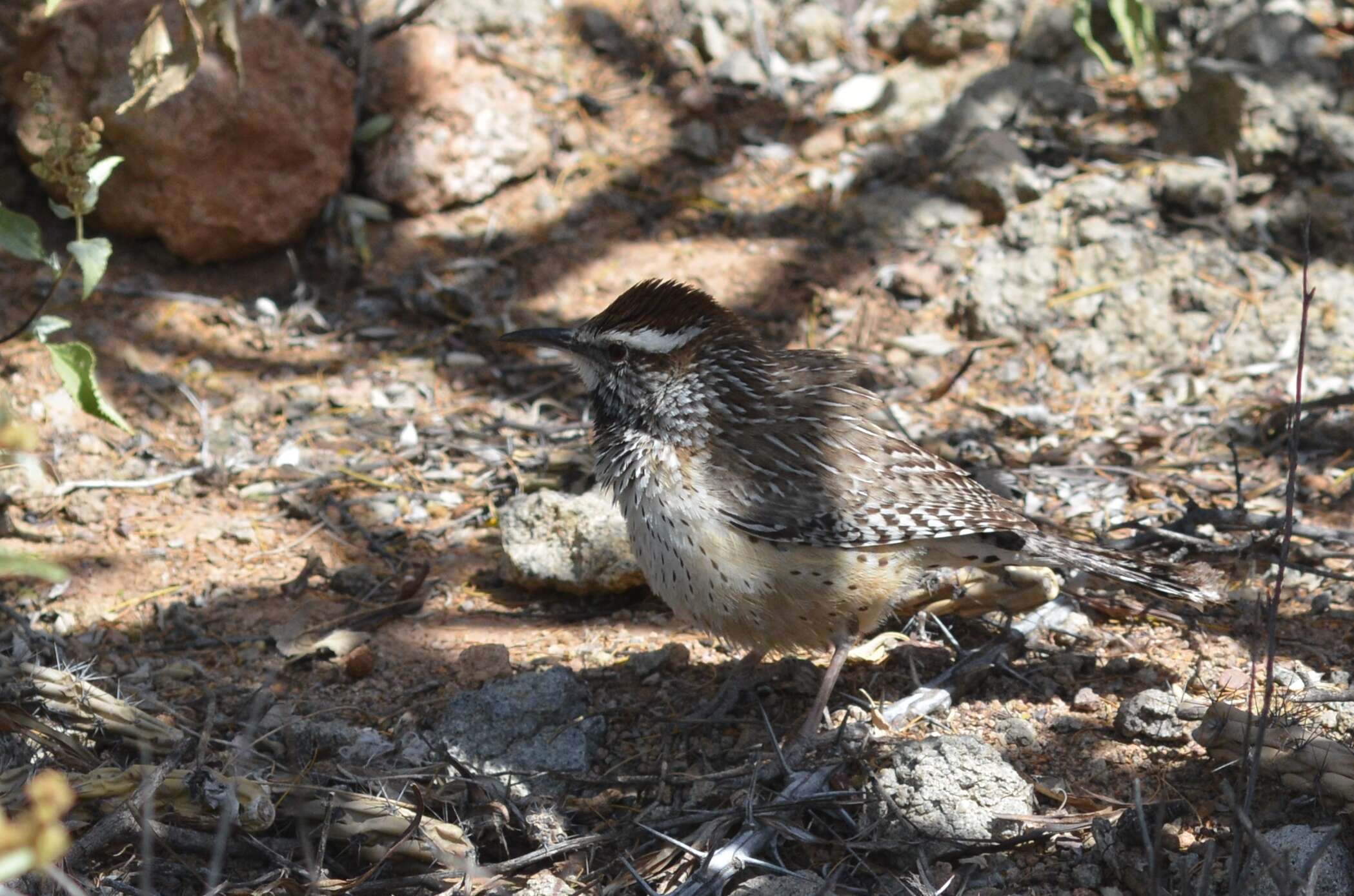 Image of Cactus Wren