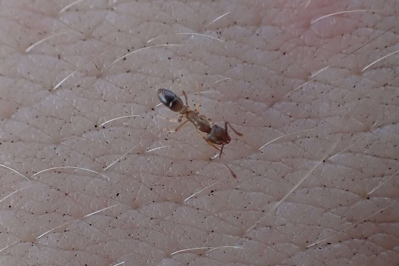 Image of Ant