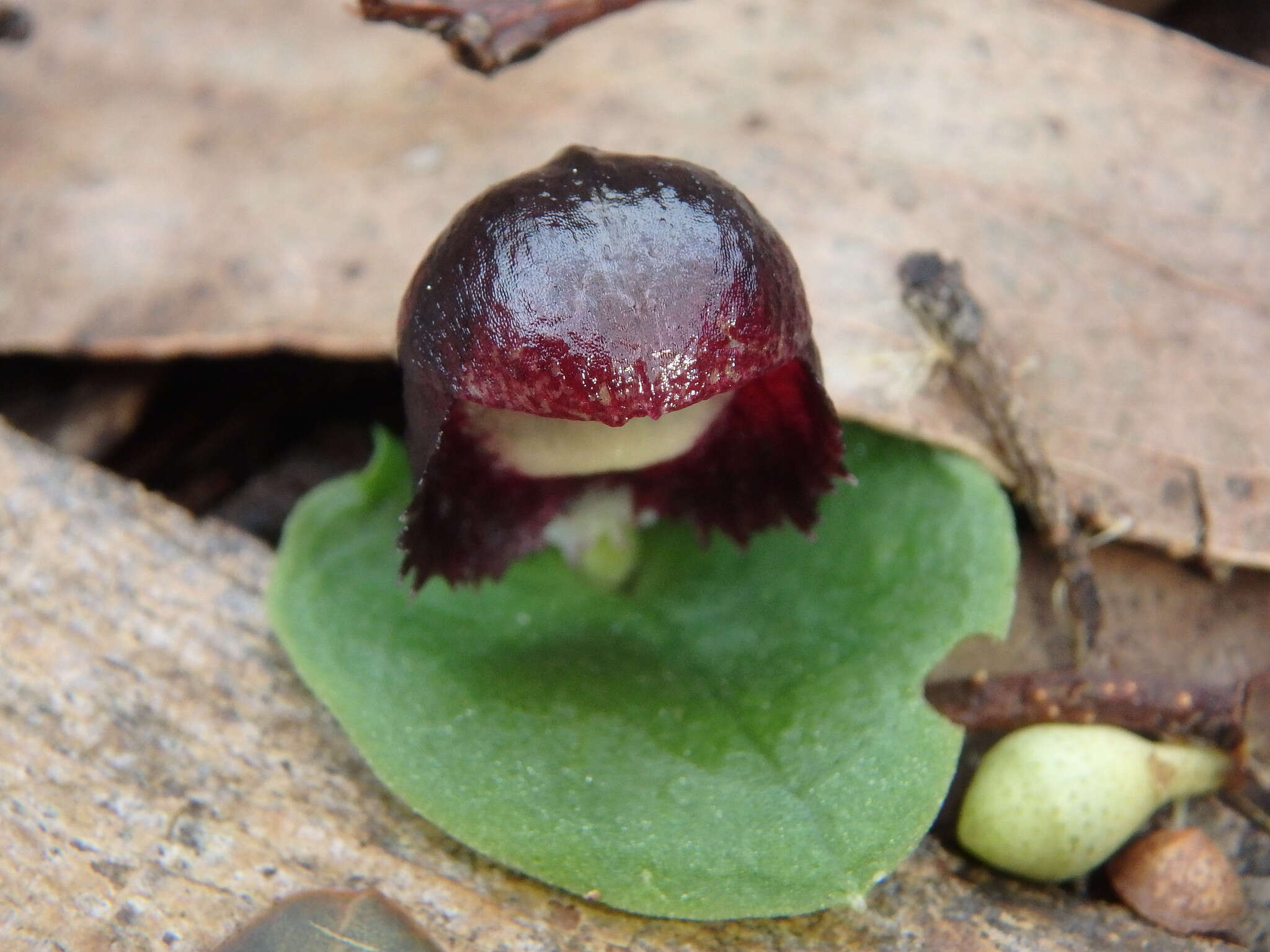 Image of Stately helmet orchid