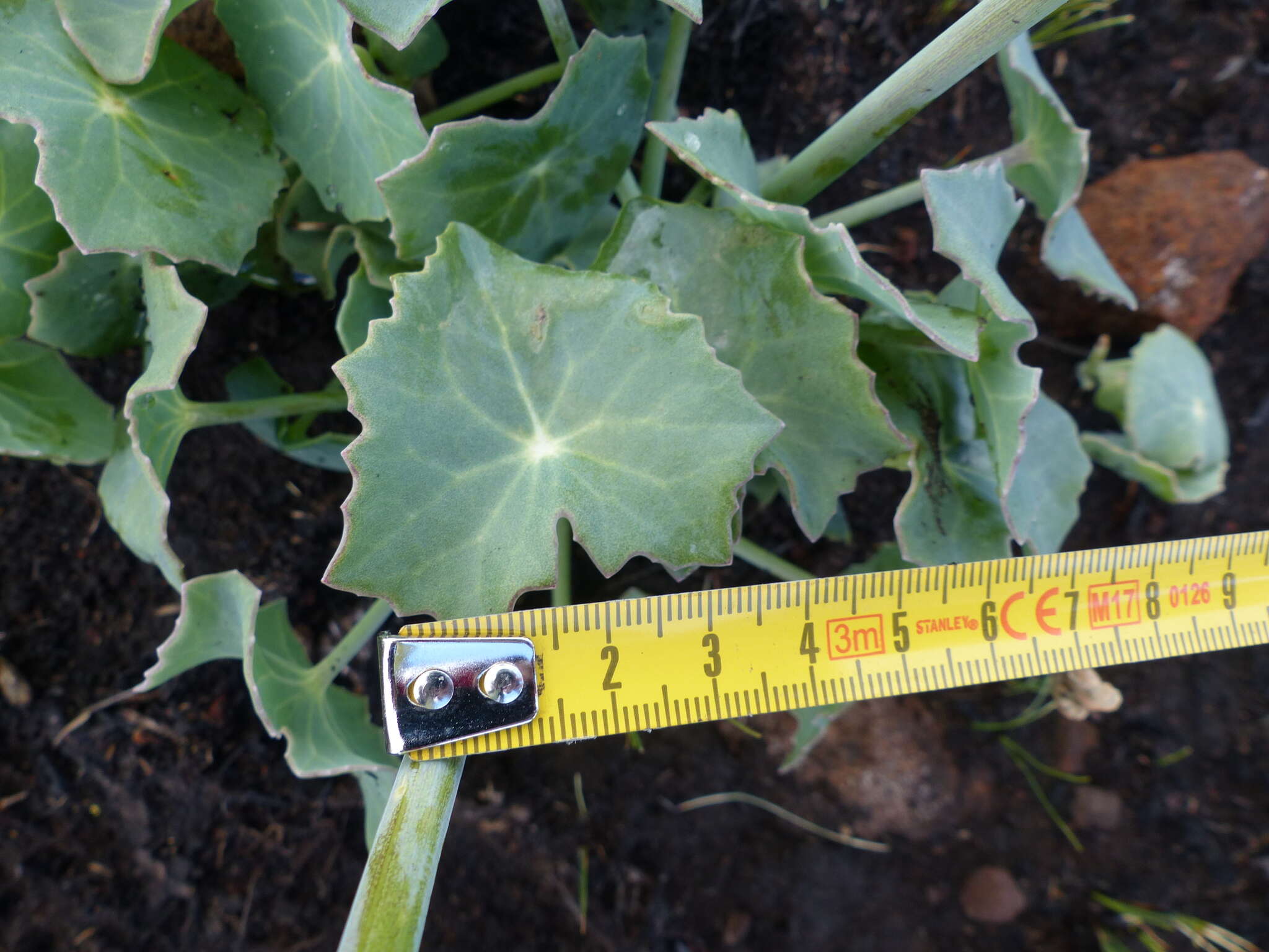 Image of False nasturtium