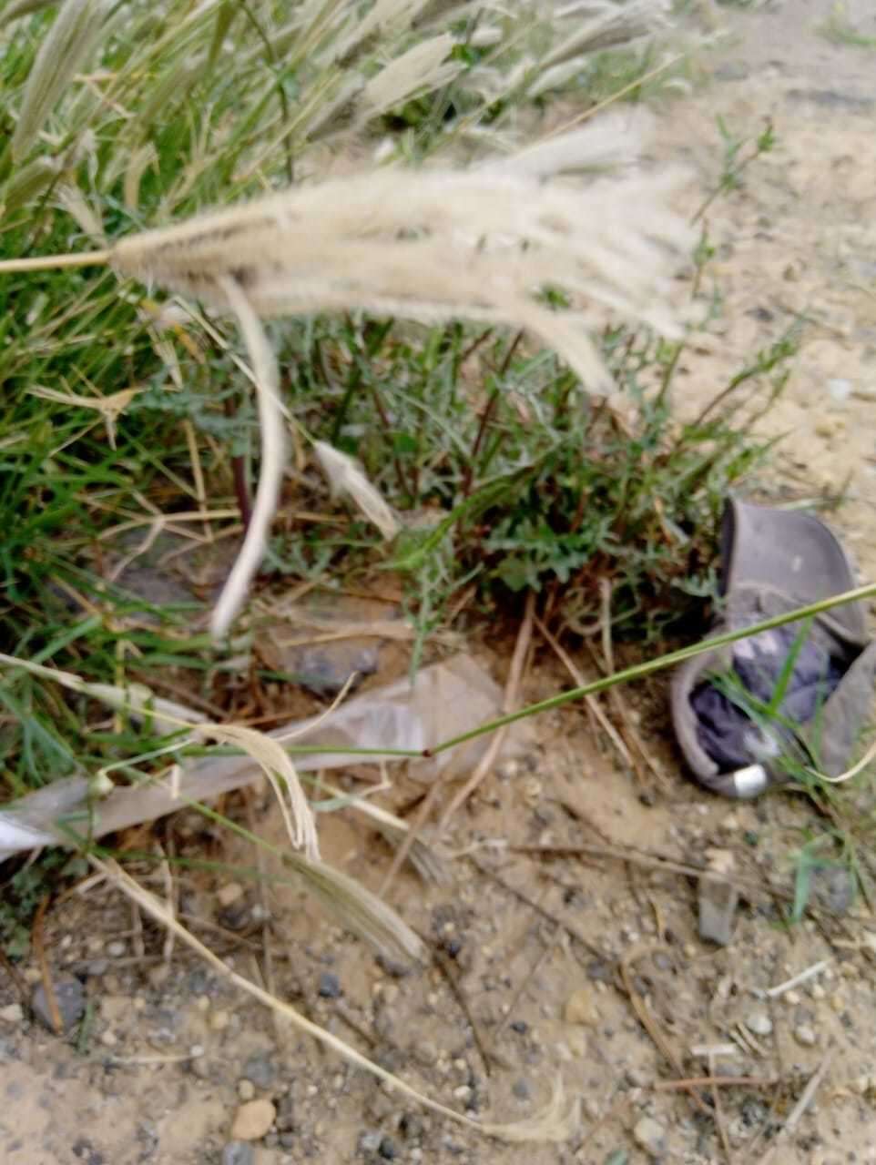 Image of Mexican windmill grass