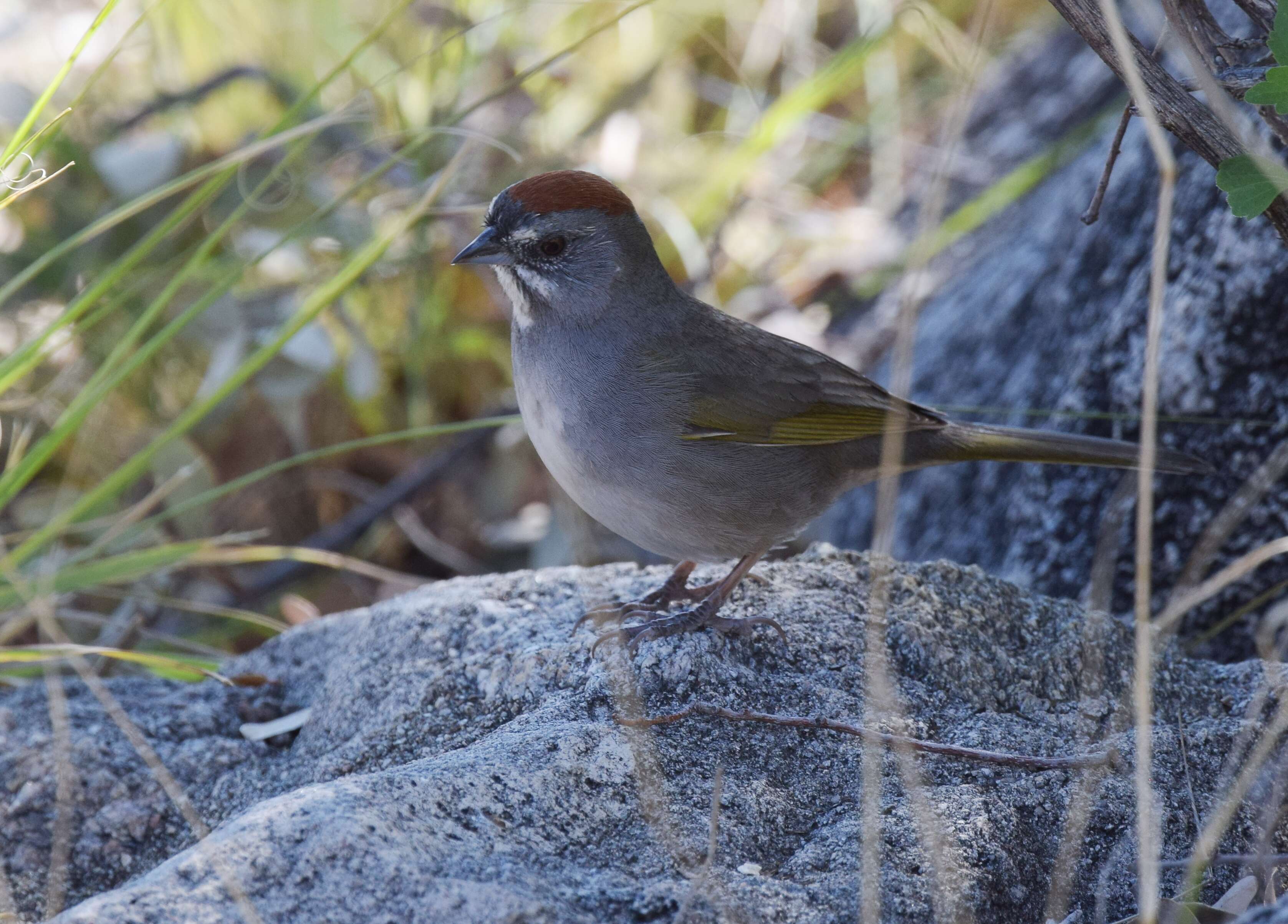 Слика од Pipilo chlorurus (Audubon 1839)