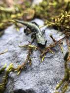 Image of Samwel Shasta Salamander