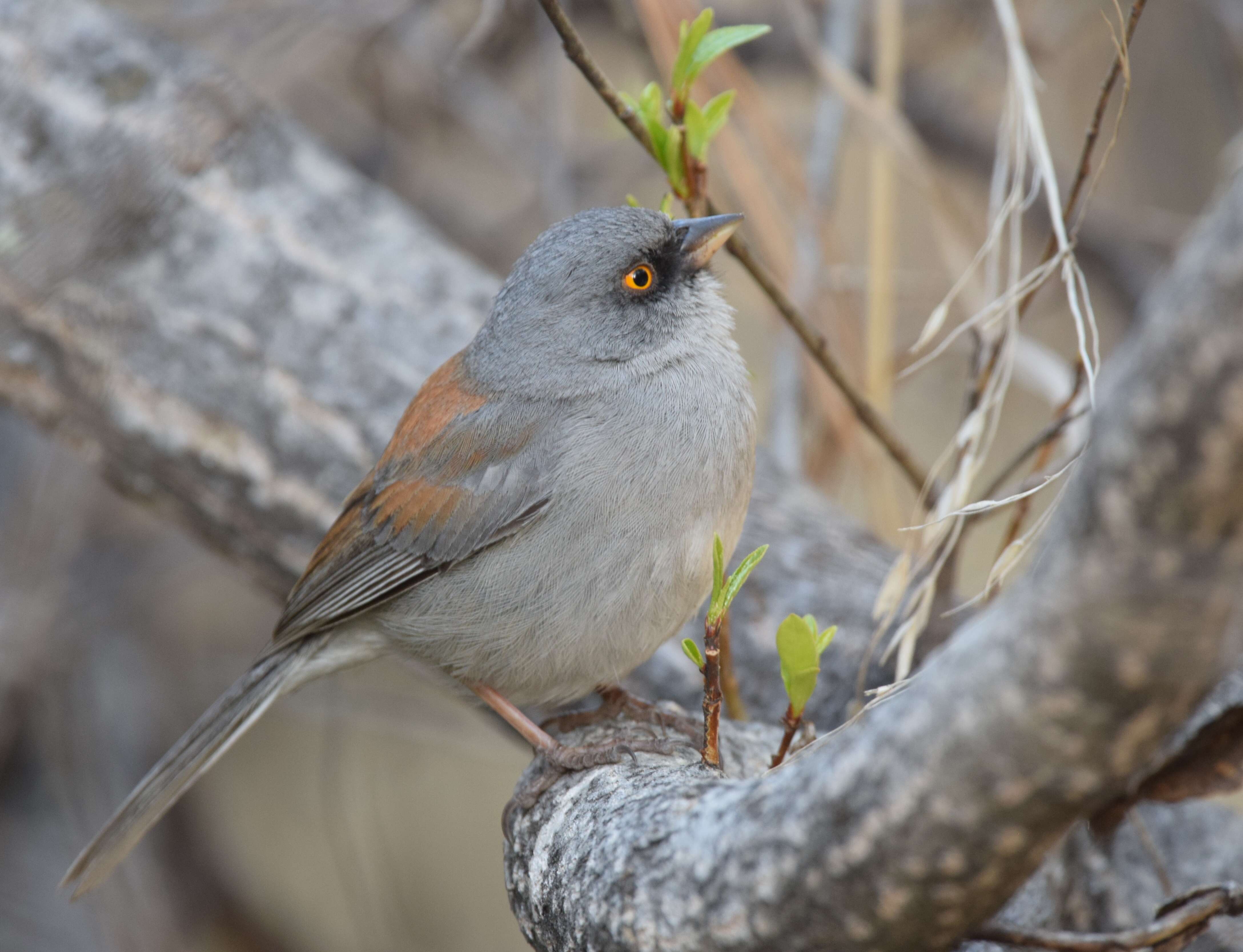 Image of Yellow-eyed Junco