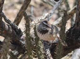 Image of Cactus Wren