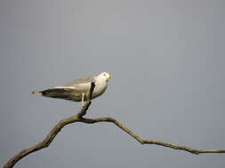 Image of Larus canus heinei Homeyer 1853