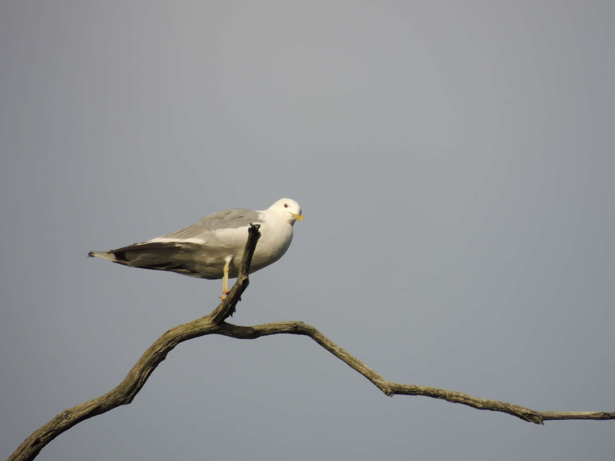 Image of Larus canus heinei Homeyer 1853