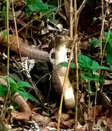 Image of Indian cobra