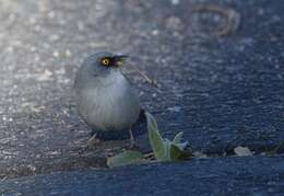 Image of Yellow-eyed Junco