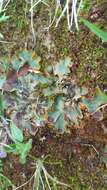 Image of chocolate chip lichen