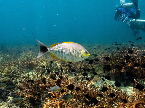 Image of Blue-spotted spinefoot