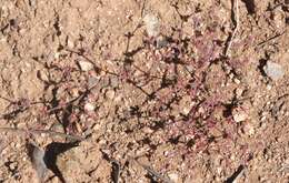 Image of unarmed buckwheat