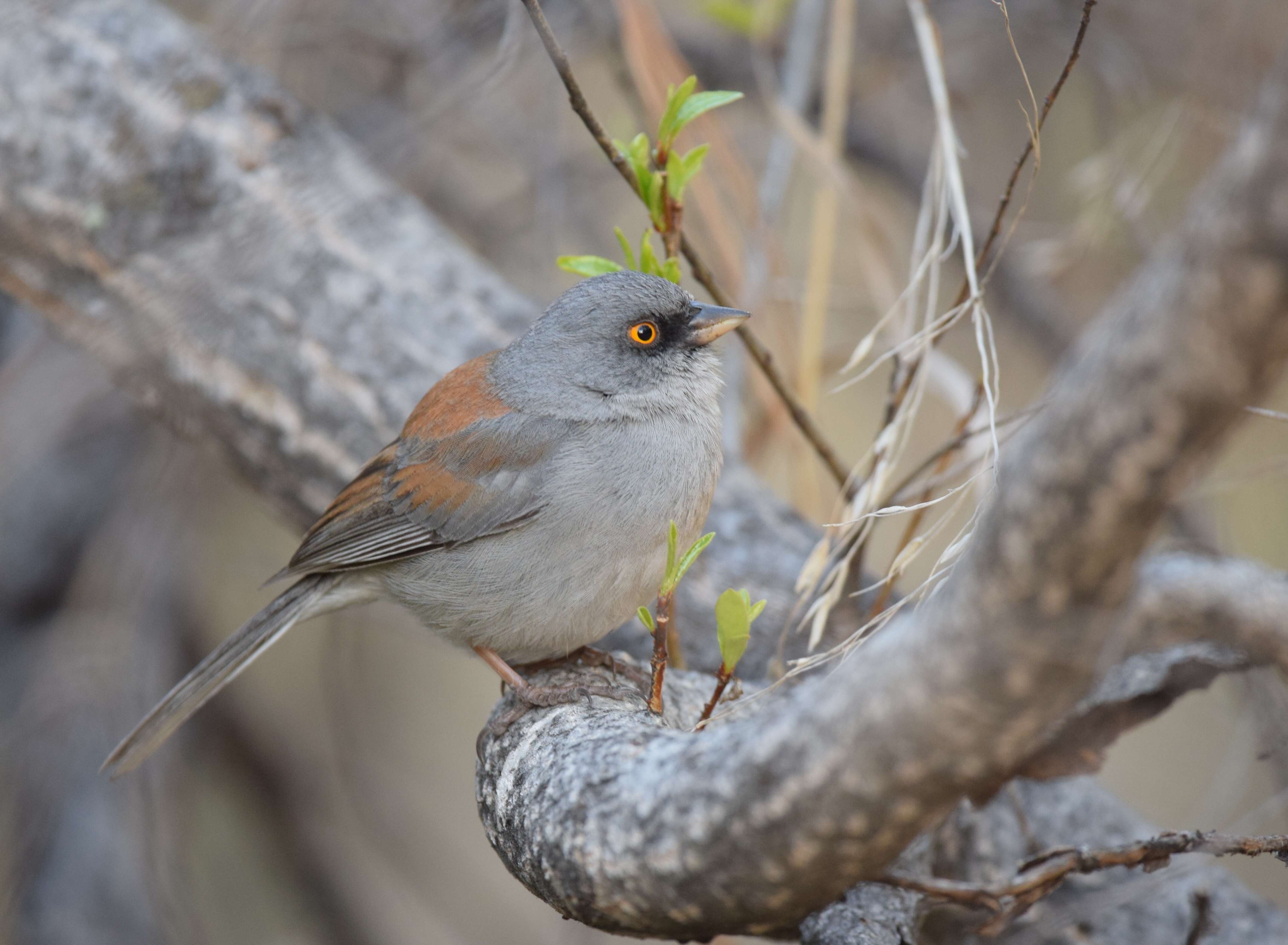 Image of Yellow-eyed Junco