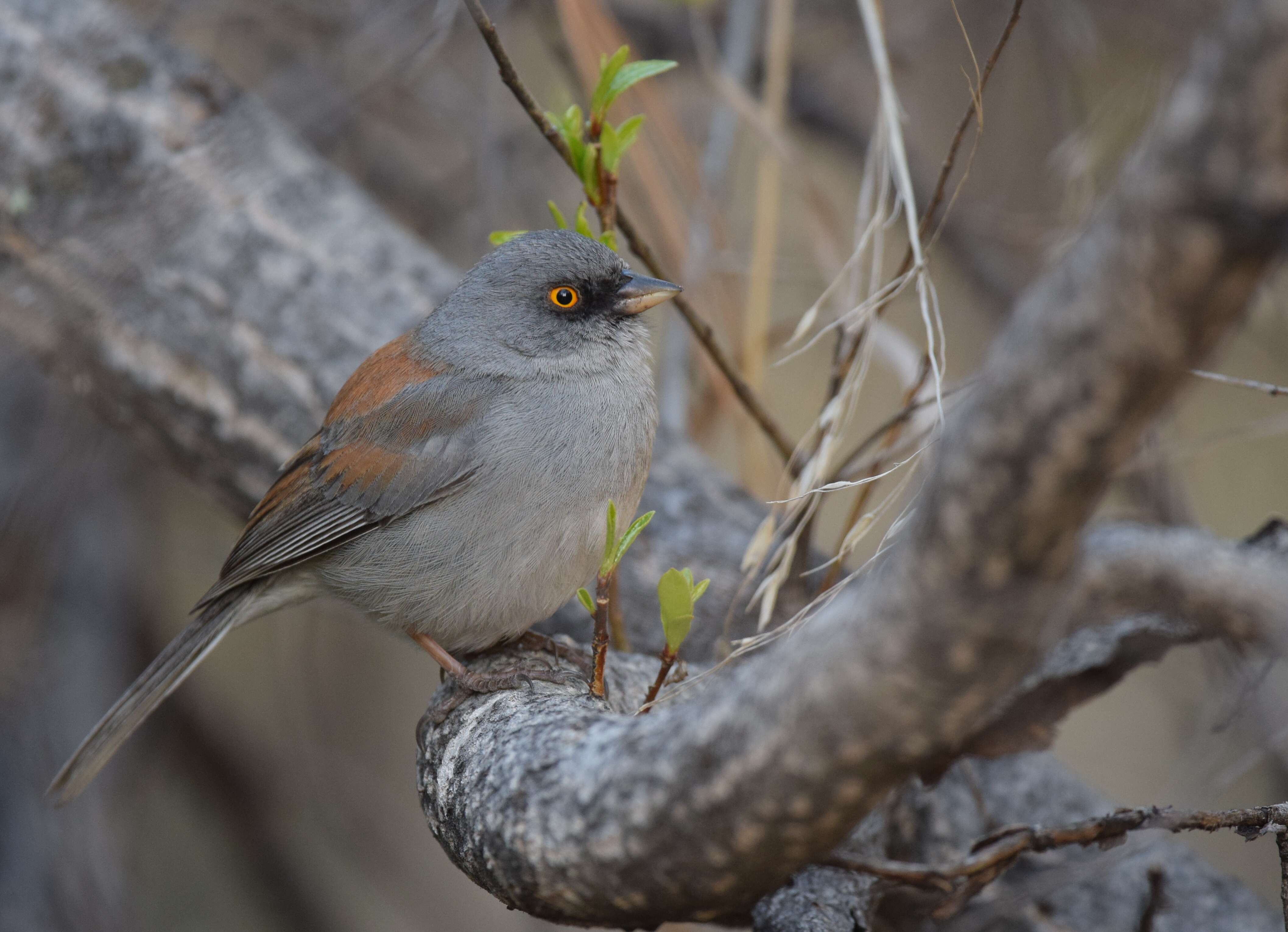 Image of Yellow-eyed Junco