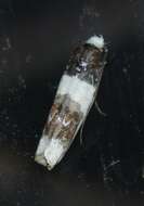 Ethmia nivosella Walker 1864的圖片