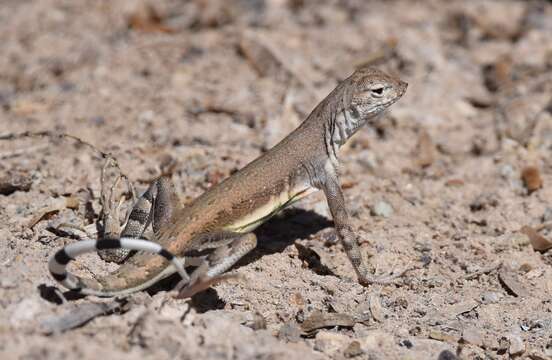 Image of Zebratail lizards