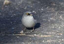 Image of Yellow-eyed Junco