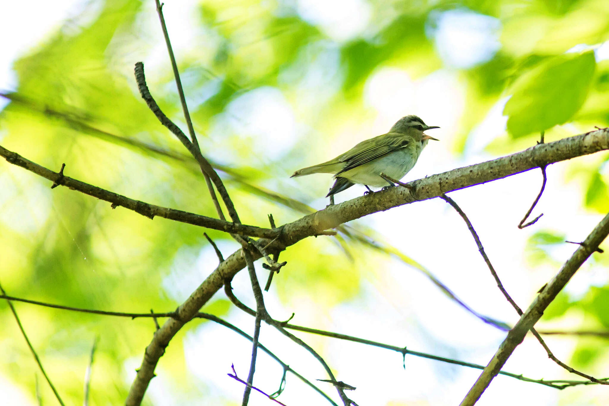 Image of Red-eyed Vireo