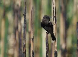 Image of Black Phoebe