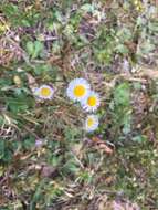 Image of Oak-Leaf Fleabane