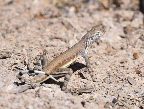 Image of Zebratail lizards