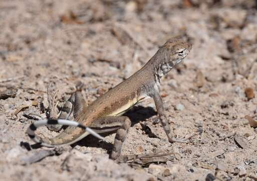 Image of Zebratail lizards